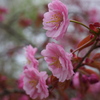 鶴ケ岱公園の桜