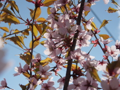 桜　まだ咲いてまーす＾＾