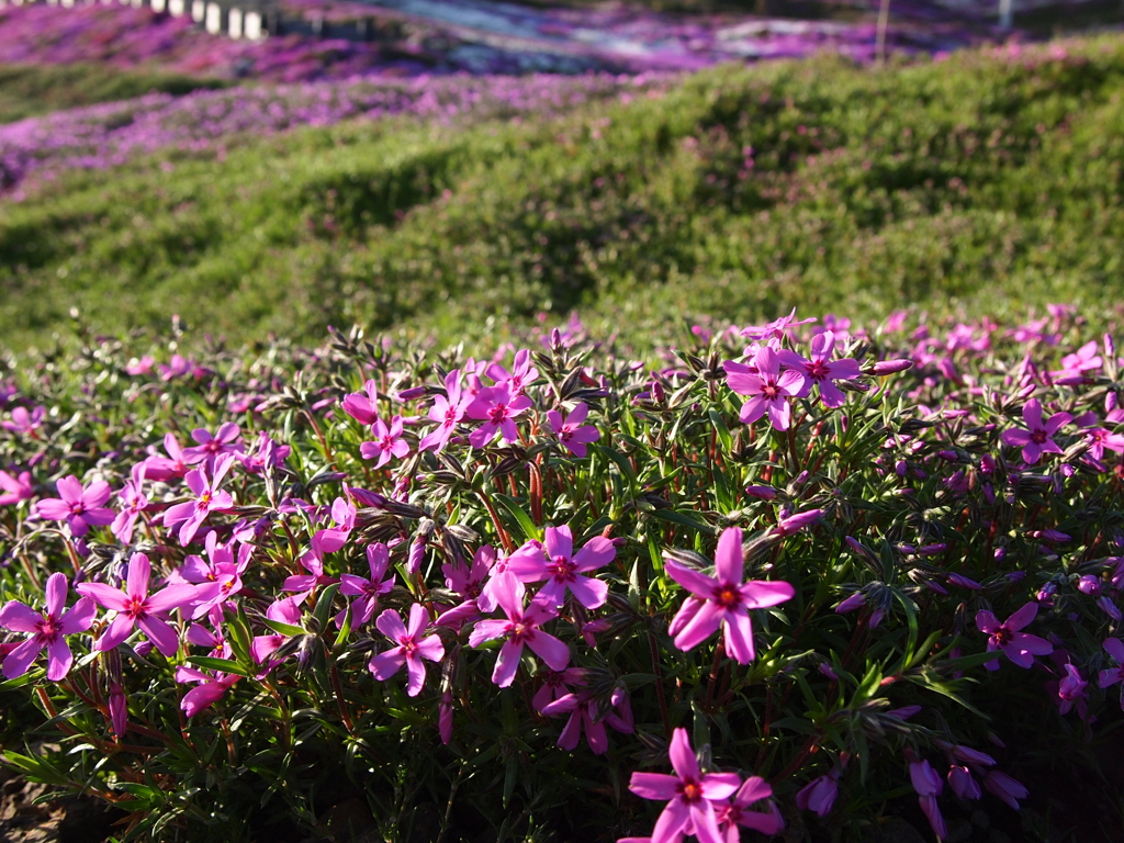 東藻琴　芝桜