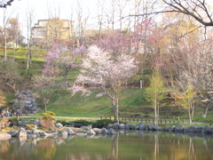 日本最遅開花の桜⑪