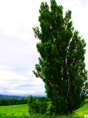 北海道　美瑛町　ケンとメリーの木