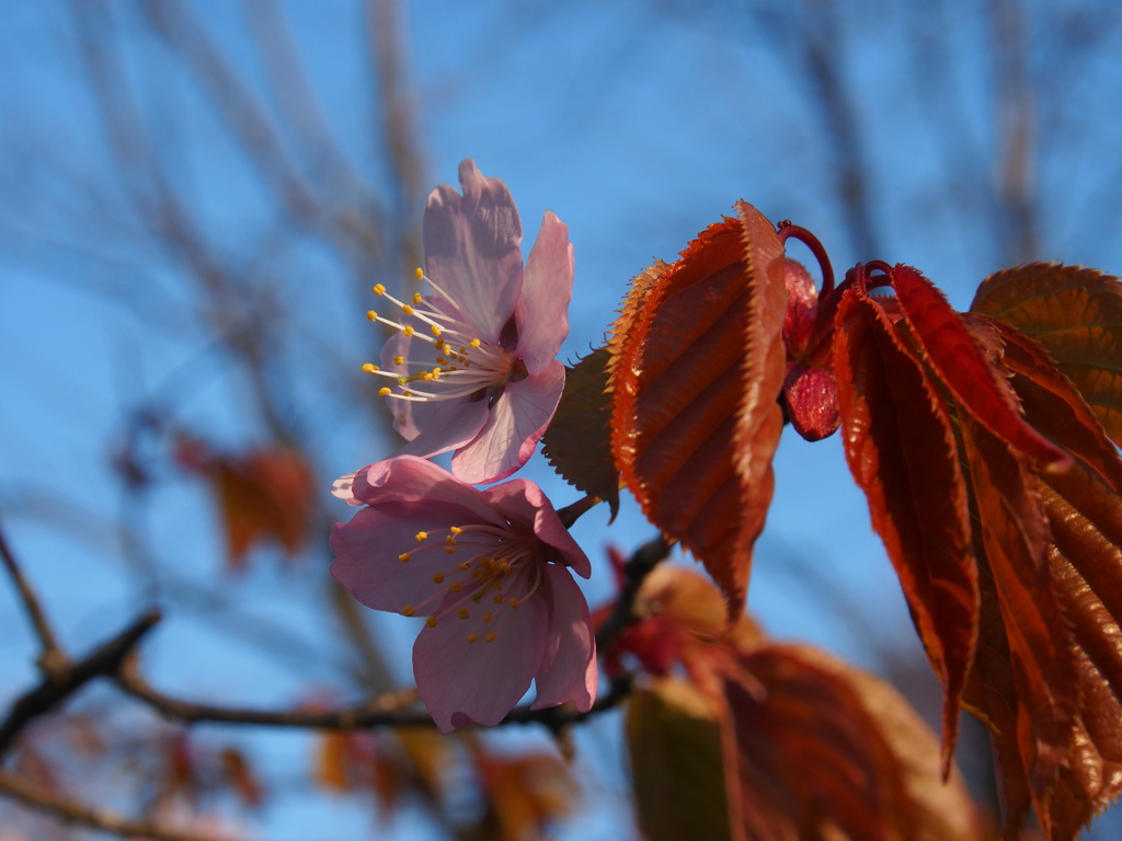 日本最遅開花の桜②