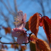 日本最遅開花の桜②