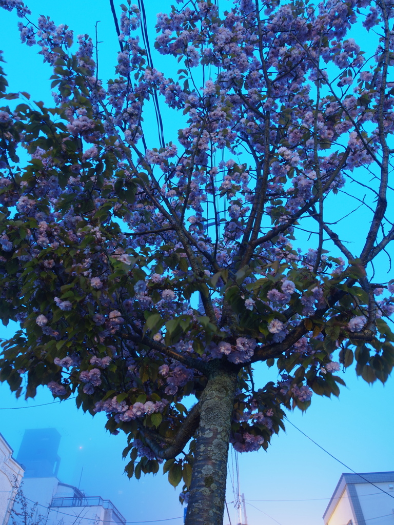 たぶん、桜