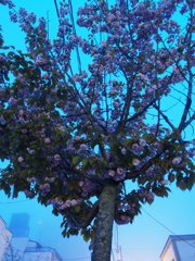たぶん、桜