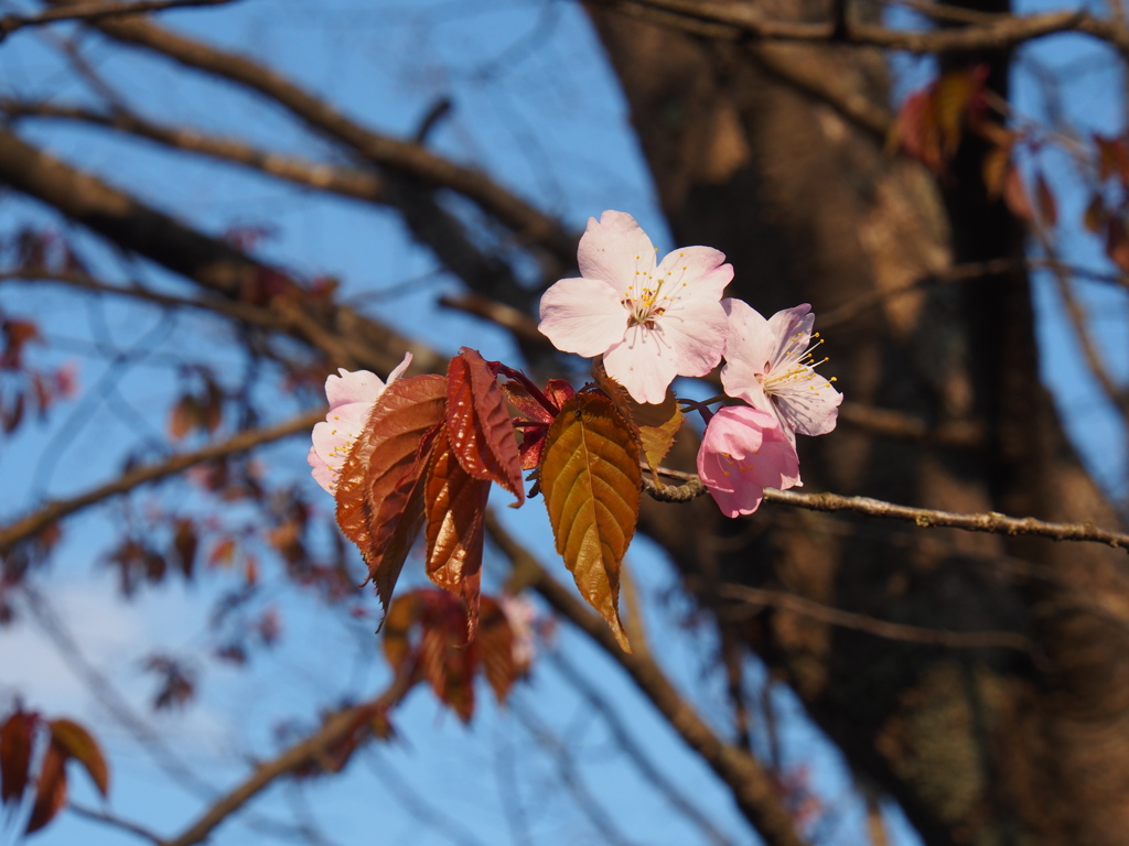 日本最遅開花の桜①