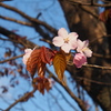 日本最遅開花の桜①