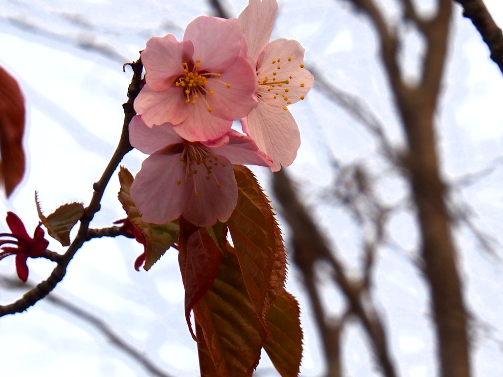 釧路の桜⑤
