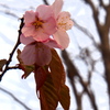釧路の桜⑤