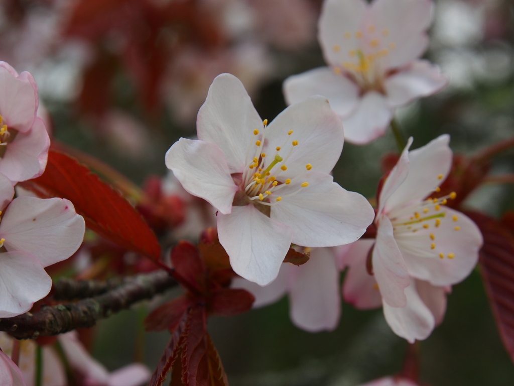釧路の桜①
