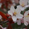 釧路の桜①