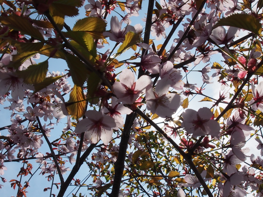 桜　まだ咲いてまーす＾＾