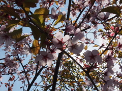 桜　まだ咲いてまーす＾＾
