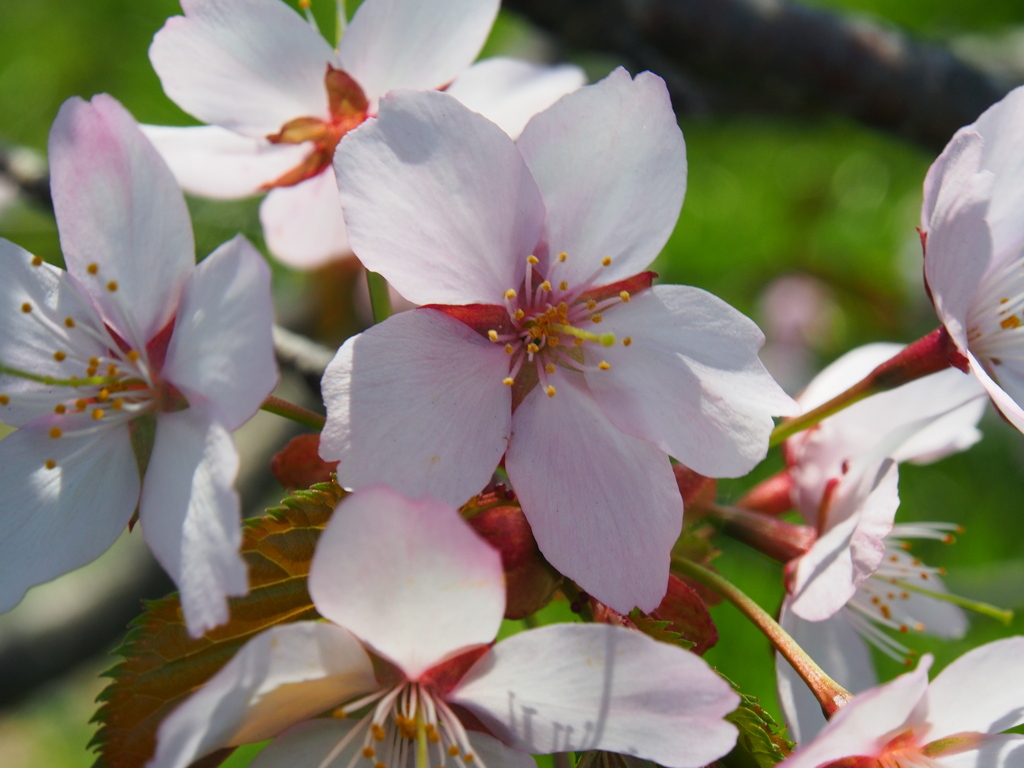 釧路の桜ようやく満開♪　