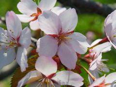 釧路の桜ようやく満開♪　