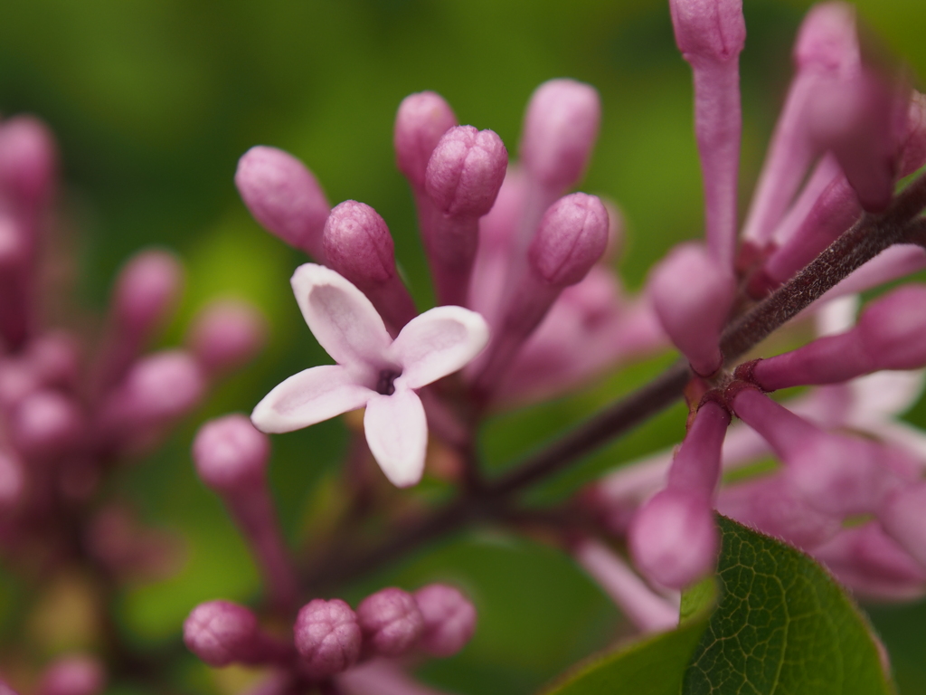 小さくてかわいいんだけど　名前わからん・・・