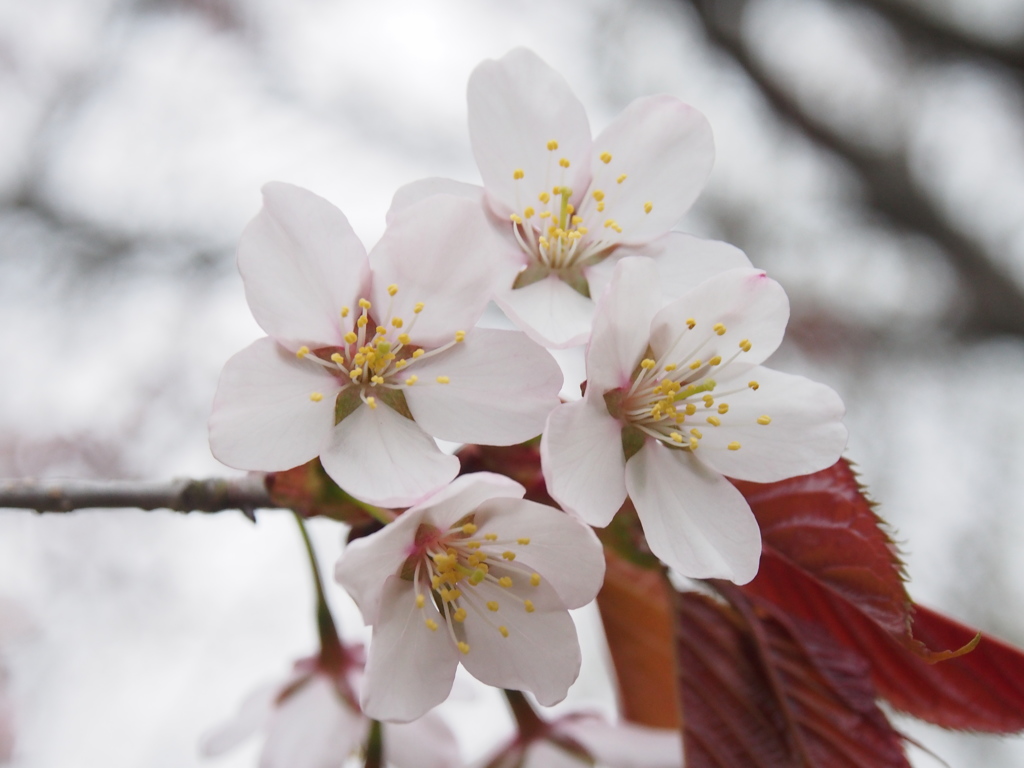 日本一遅い桜