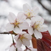 日本一遅い桜