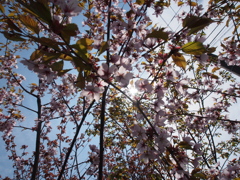 桜　まだ咲いてまーす＾＾