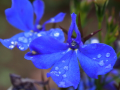 花・・・