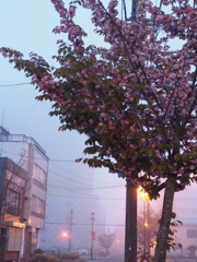 おそらく桜かと＾＾；
