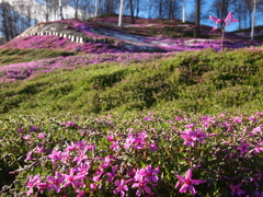 東藻琴　芝桜