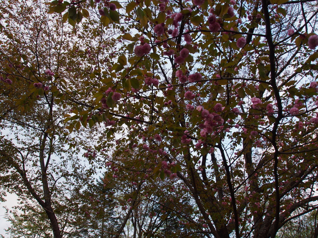 新得神社の桜③