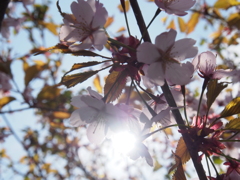 桜　まだ咲いてまーす＾＾