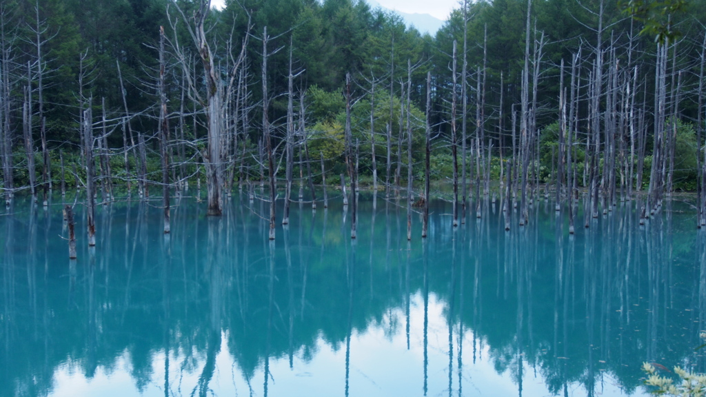 美瑛町　青い池