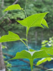 北海道清里町　神の子池
