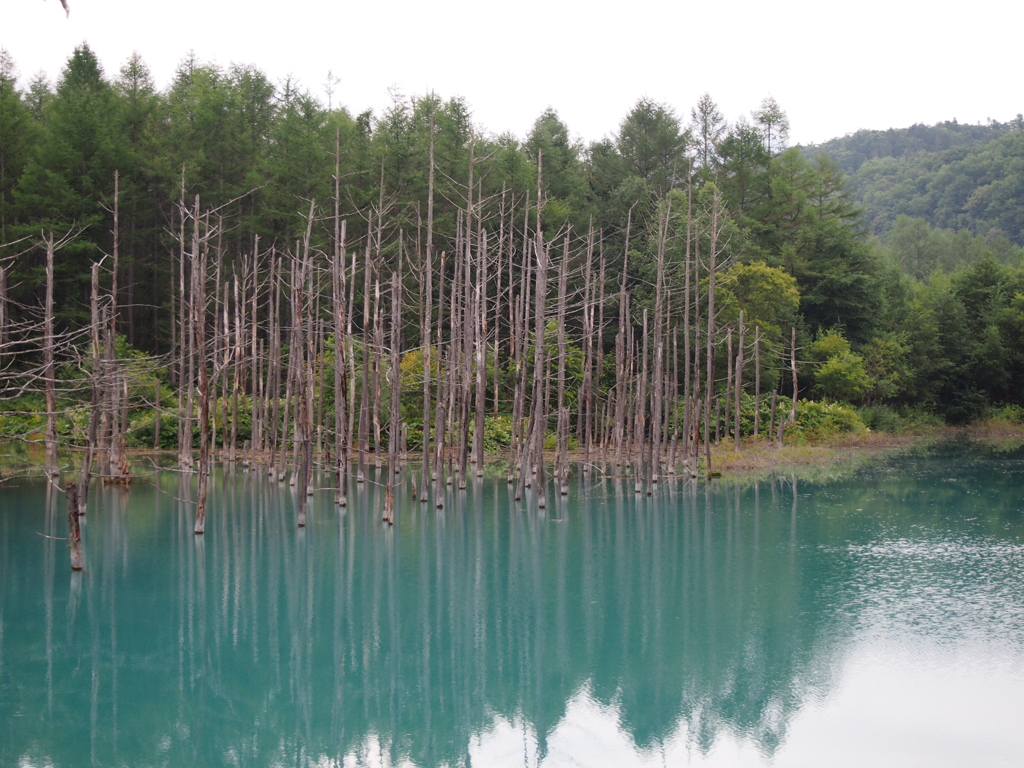 美瑛町　青い池　E-PM1