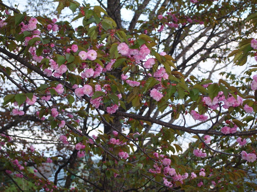 新得神社の桜⑤