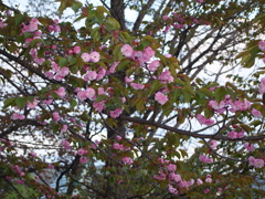 新得神社の桜⑤