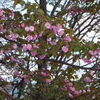 新得神社の桜⑤