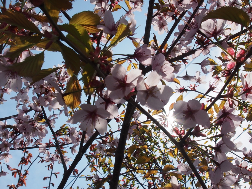 桜　まだ咲いてまーす＾＾