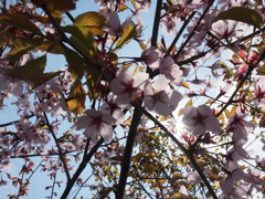 桜　まだ咲いてまーす＾＾