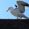 水辺の鳥