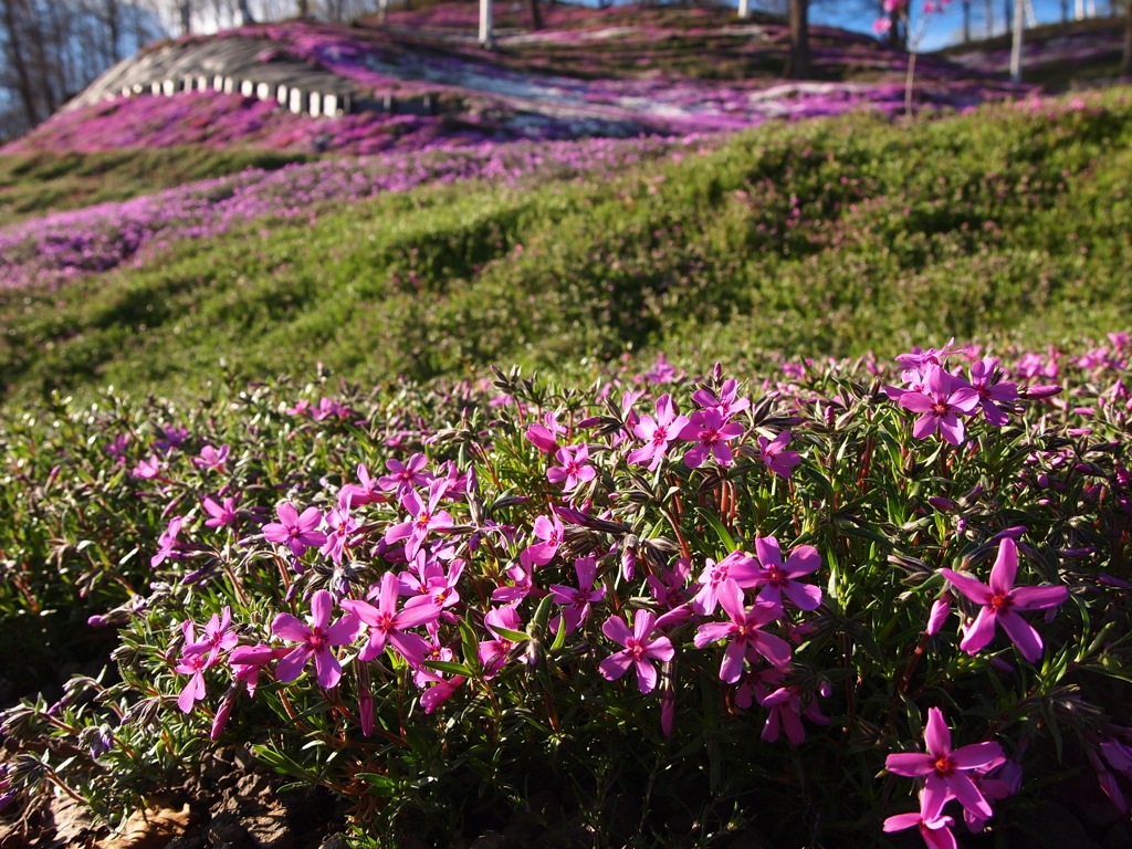 東藻琴　芝桜