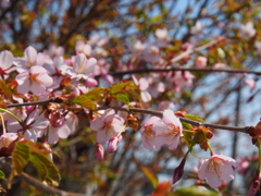 釧路の桜ようやく満開♪　