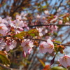 釧路の桜ようやく満開♪　