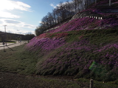 芝桜公園　／　東藻琴