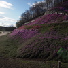 芝桜公園　／　東藻琴