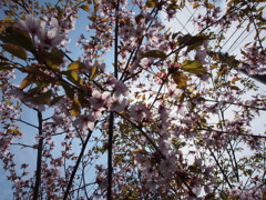 桜　まだ咲いてまーす＾＾