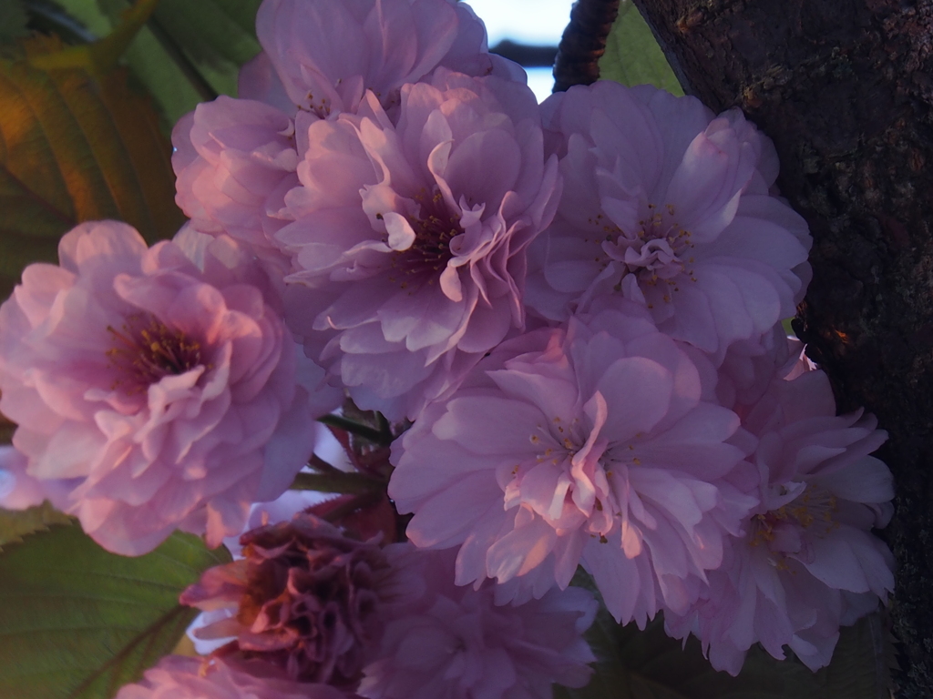 おそらく桜かと＾＾；