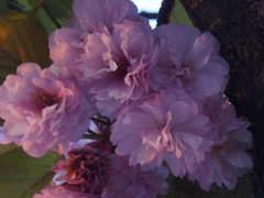 おそらく桜かと＾＾；