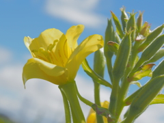 浜に咲く花