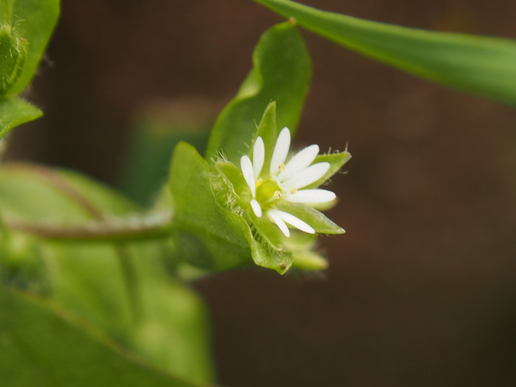 白くて小さい花