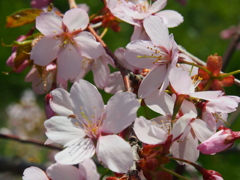 釧路の桜ようやく満開♪　