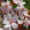 釧路の桜ようやく満開♪　
