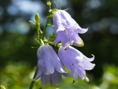 春採湖・・・の花